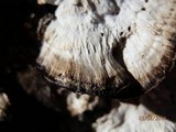 Bjerkandera adusta image