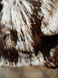 Bjerkandera adusta image