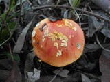 Amanita xanthocephala image