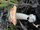 Amanita xanthocephala image