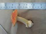 Amanita xanthocephala image