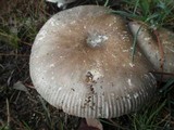 Amanita roseolamellata image