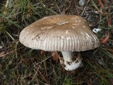 Amanita roseolamellata image