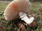 Amanita roseolamellata image