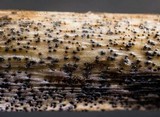 Pleospora herbarum image