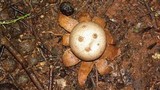 Myriostoma coliforme image