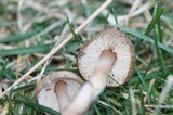 Rhodocollybia butyracea image