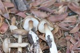 Rhodocollybia butyracea image