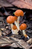 Marasmius elegans image