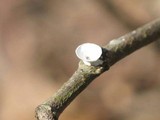 Poronidulus conchifer image