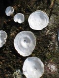 Poronidulus conchifer image