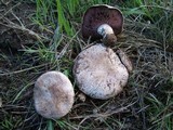 Agaricus cupreobrunneus image