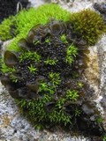 Collema auriforme image