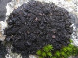 Collema auriforme image