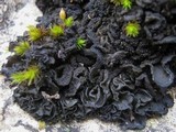 Collema auriforme image