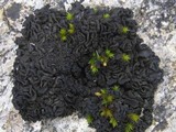 Collema auriforme image
