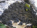 Collema auriforme image