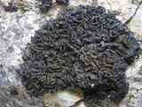 Collema auriforme image