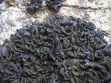 Collema auriforme image