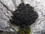 Collema auriforme image