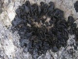 Collema fuscovirens image