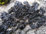 Collema fuscovirens image