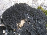 Lathagrium cristatum image