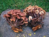 Gymnopus acervatus image