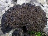 Lathagrium cristatum image