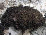 Lathagrium cristatum image