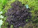 Lathagrium cristatum image