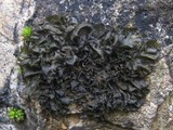 Collema latzelii image