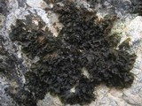 Collema latzelii image