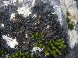Collema latzelii image