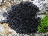 Collema polycarpon image