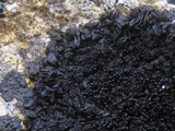 Collema polycarpon image