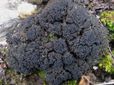 Collema tenax var. ceranoides image