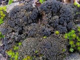 Collema tenax var. ceranoides image