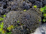 Collema tenax var. ceranoides image