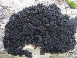 Collema polycarpon image