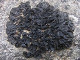 Collema fuscovirens image