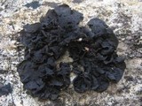 Collema subflaccidum image