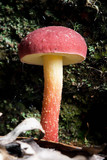 Boletellus obscurecoccineus image