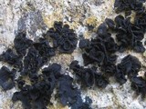 Collema subflaccidum image