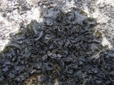 Collema latzelii image