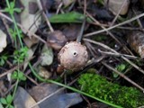 Tulostoma brumale image