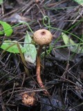 Tulostoma brumale image