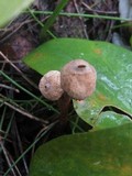 Tulostoma brumale image