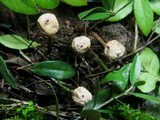 Tulostoma brumale image