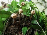 Tulostoma brumale image